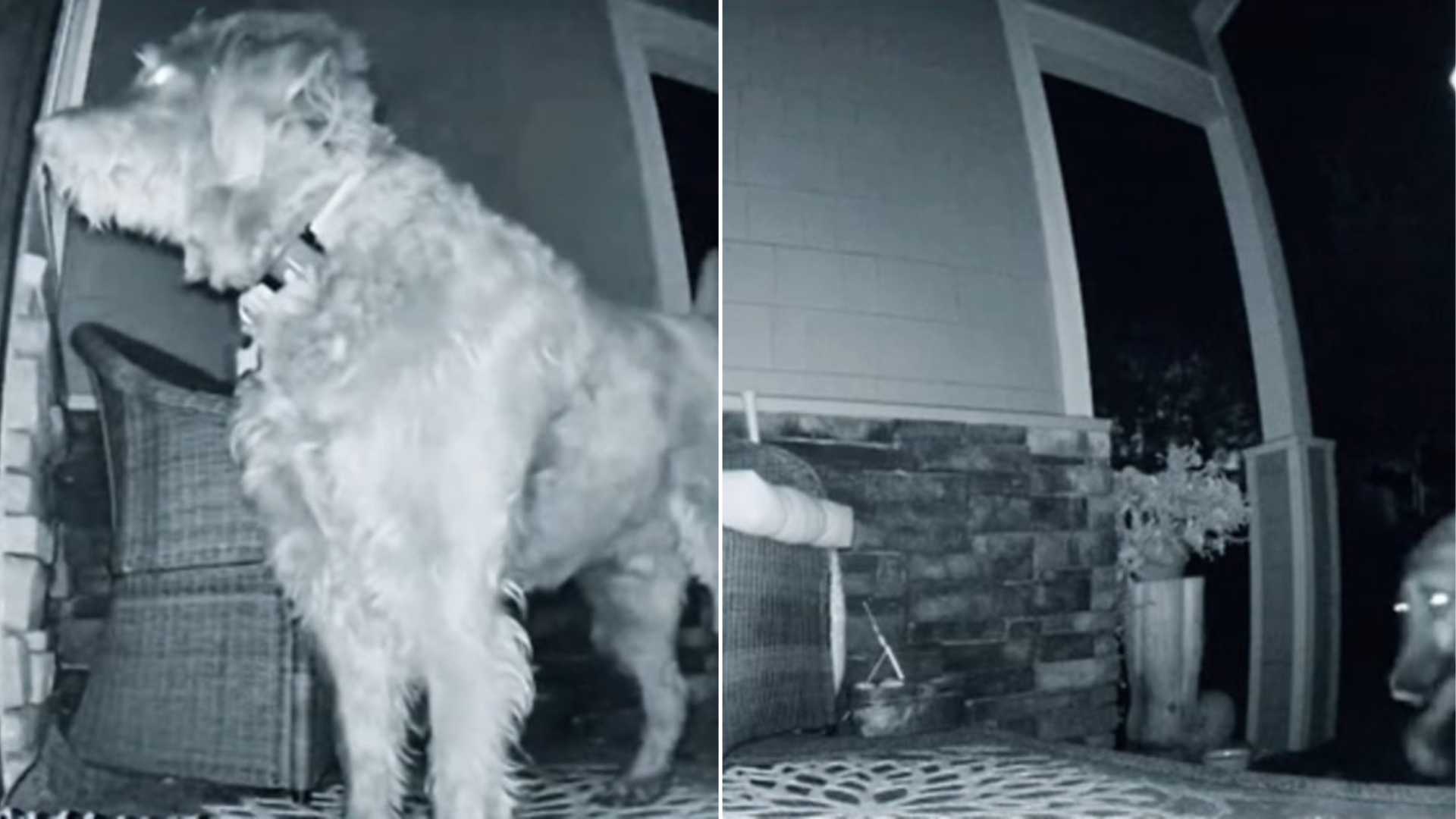 camera footage dog on porch