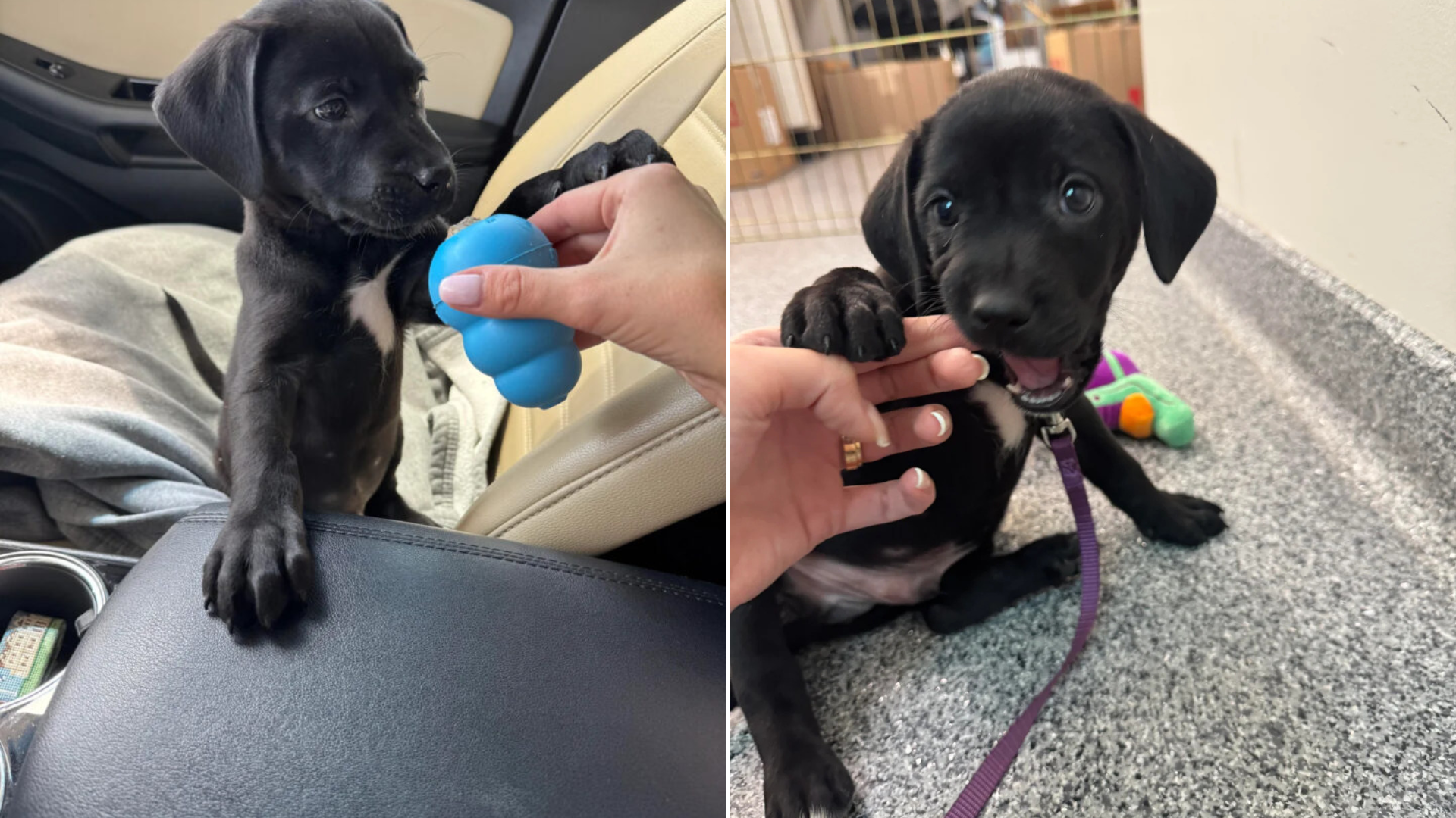 tiny black lab puppy