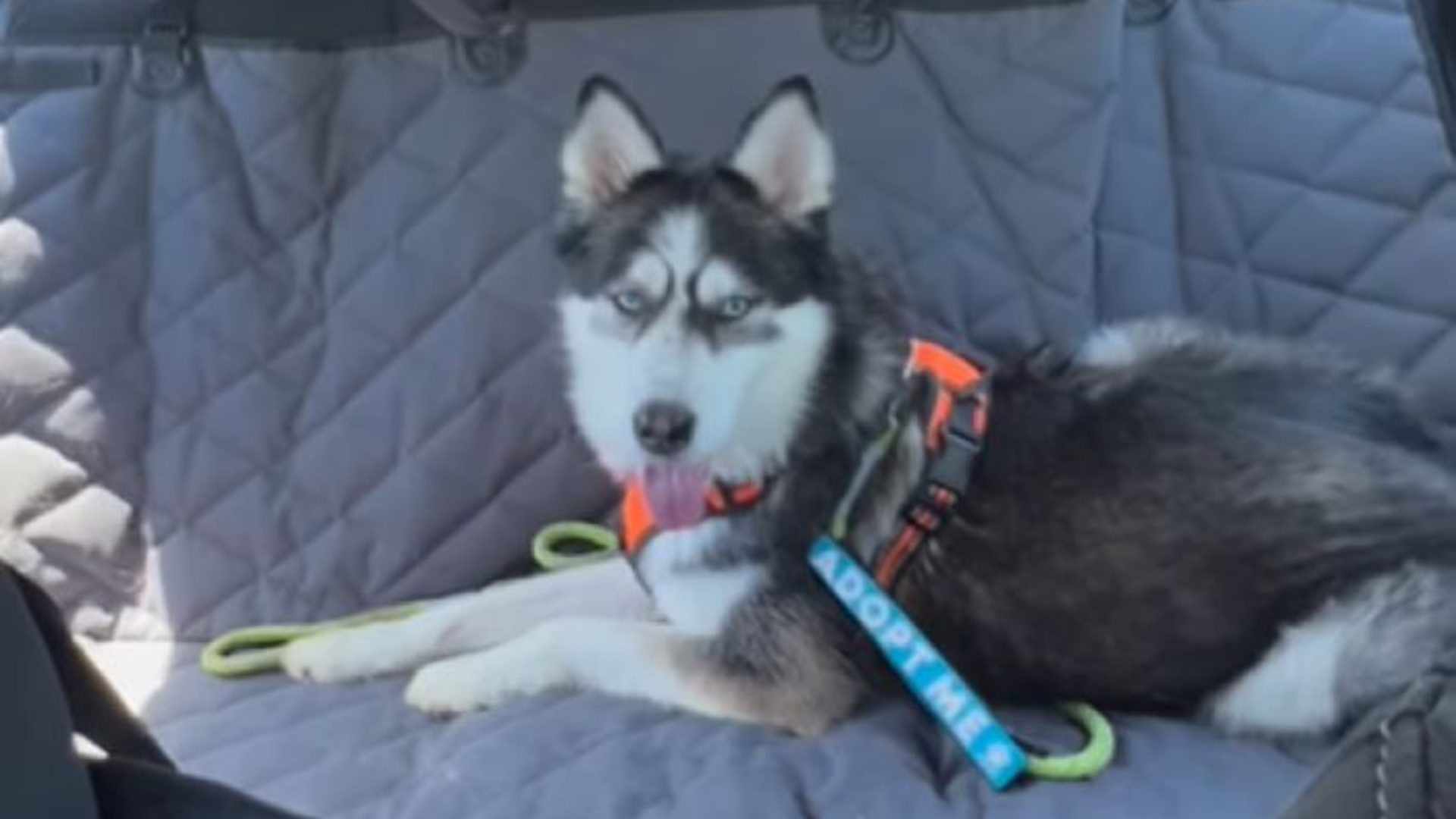 husky dog lying down