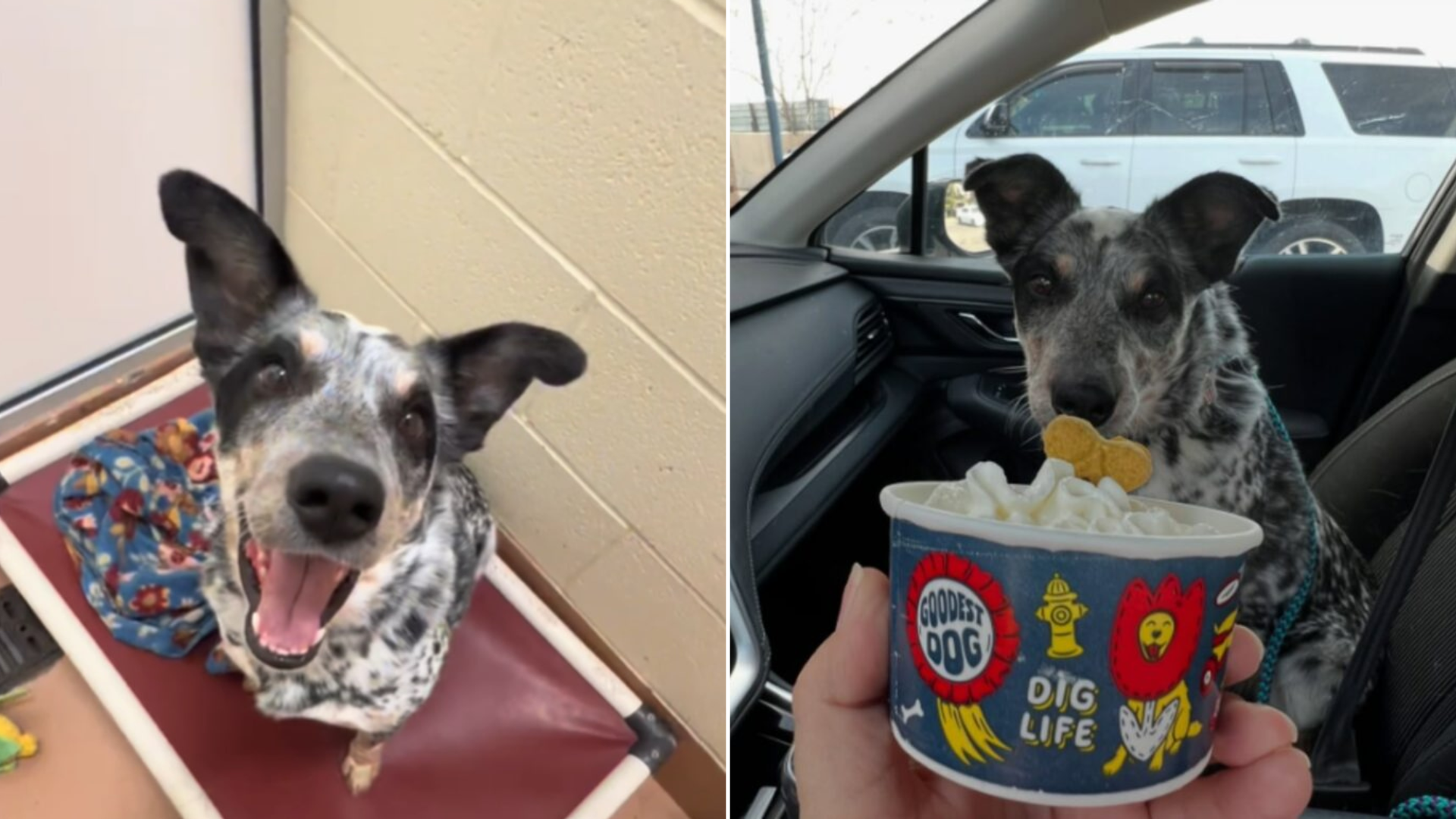 happy dog eating ice cream