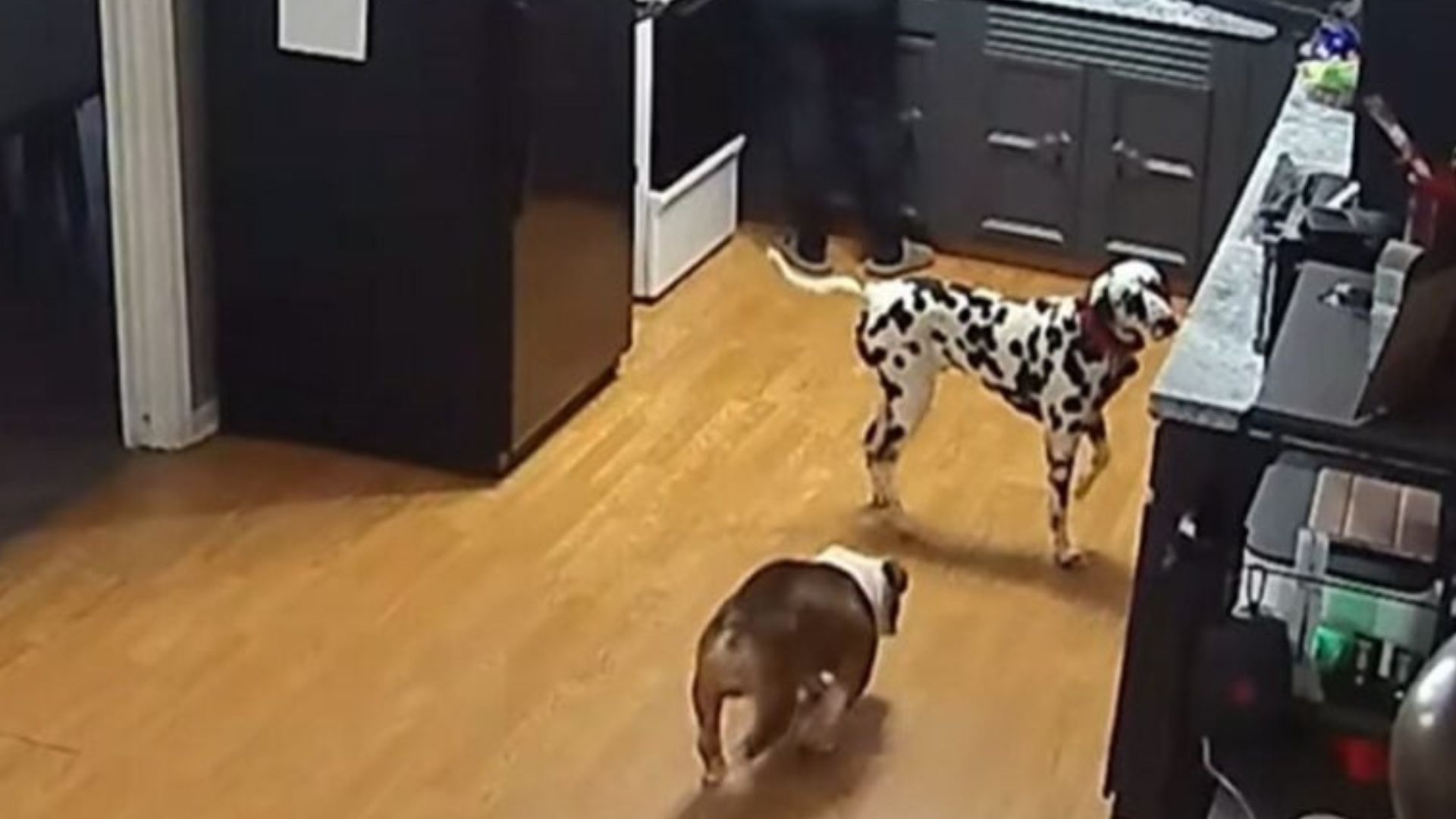 dogs in kitchen