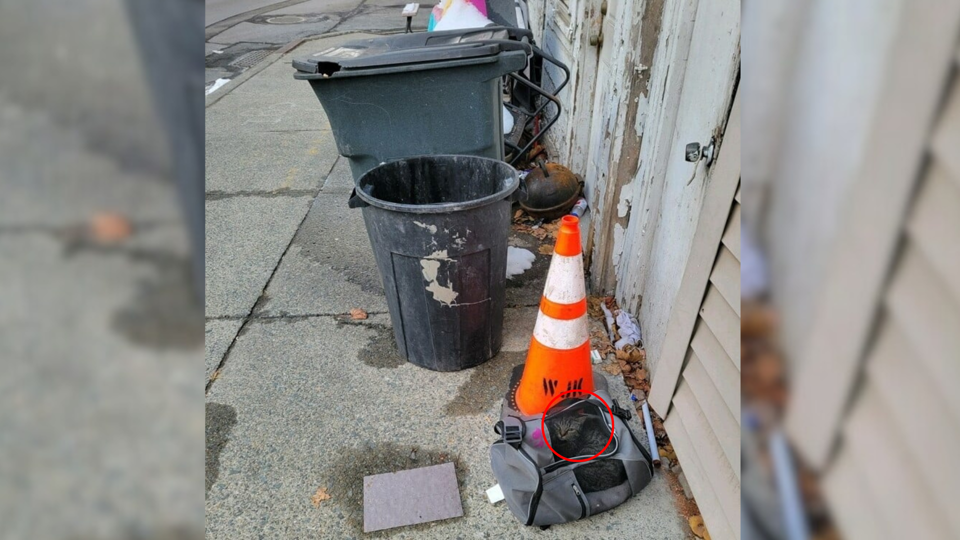 animal abandoned in bag