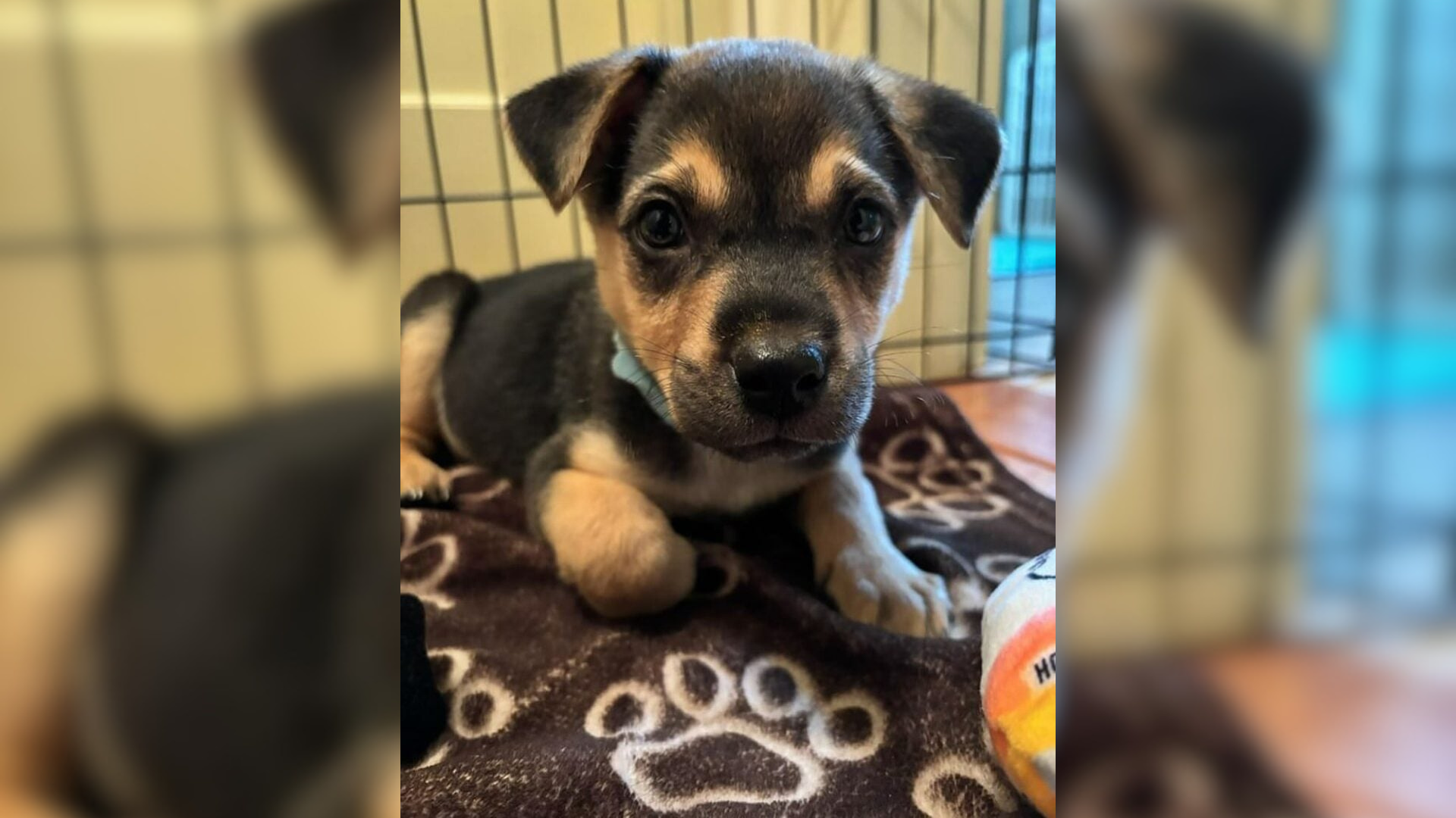 cute black ad brown puppy