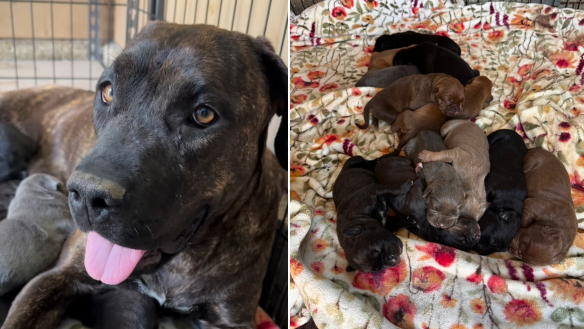 mama dog and her puppies