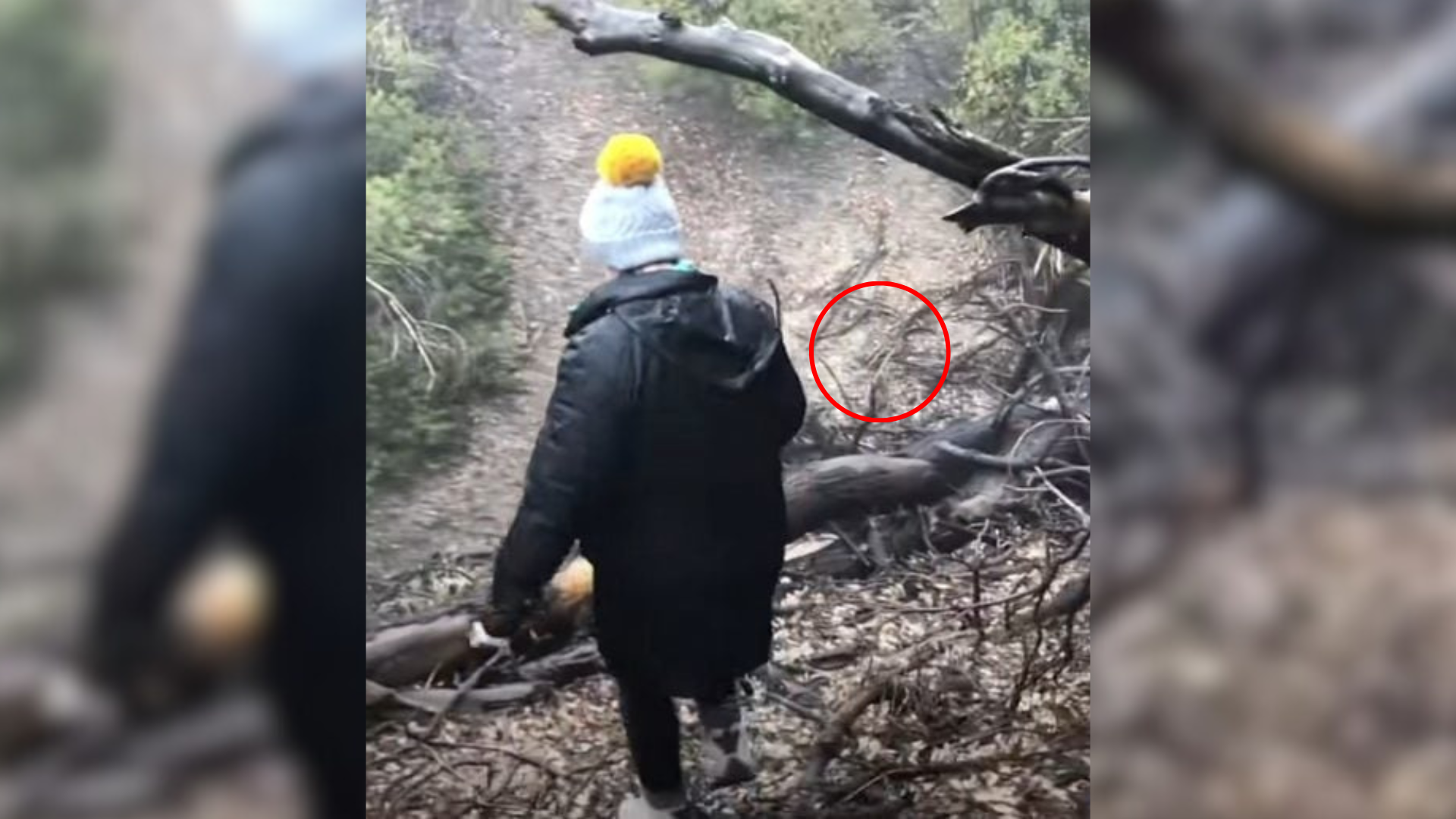woman looking at something in woods