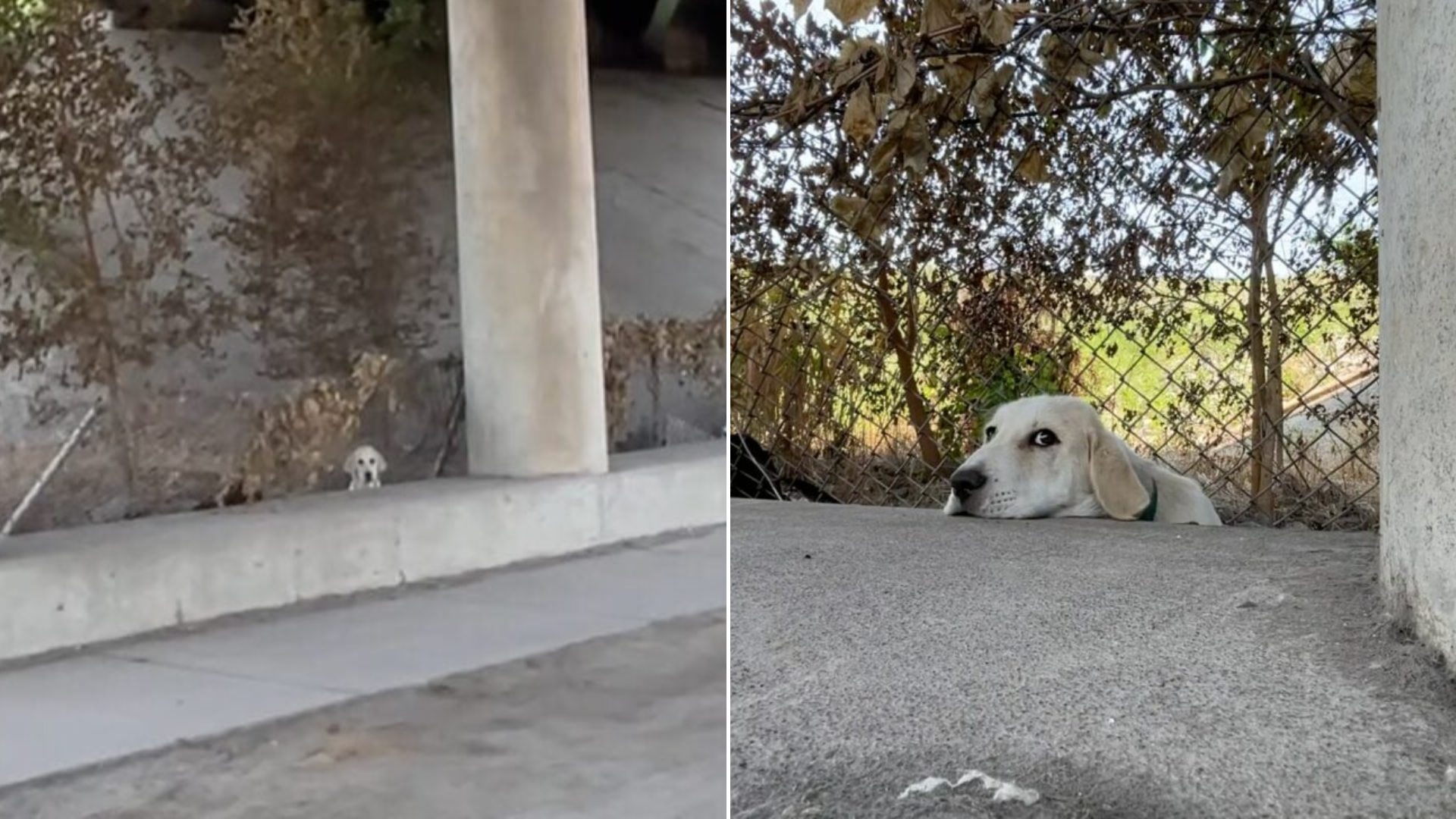 stray dog