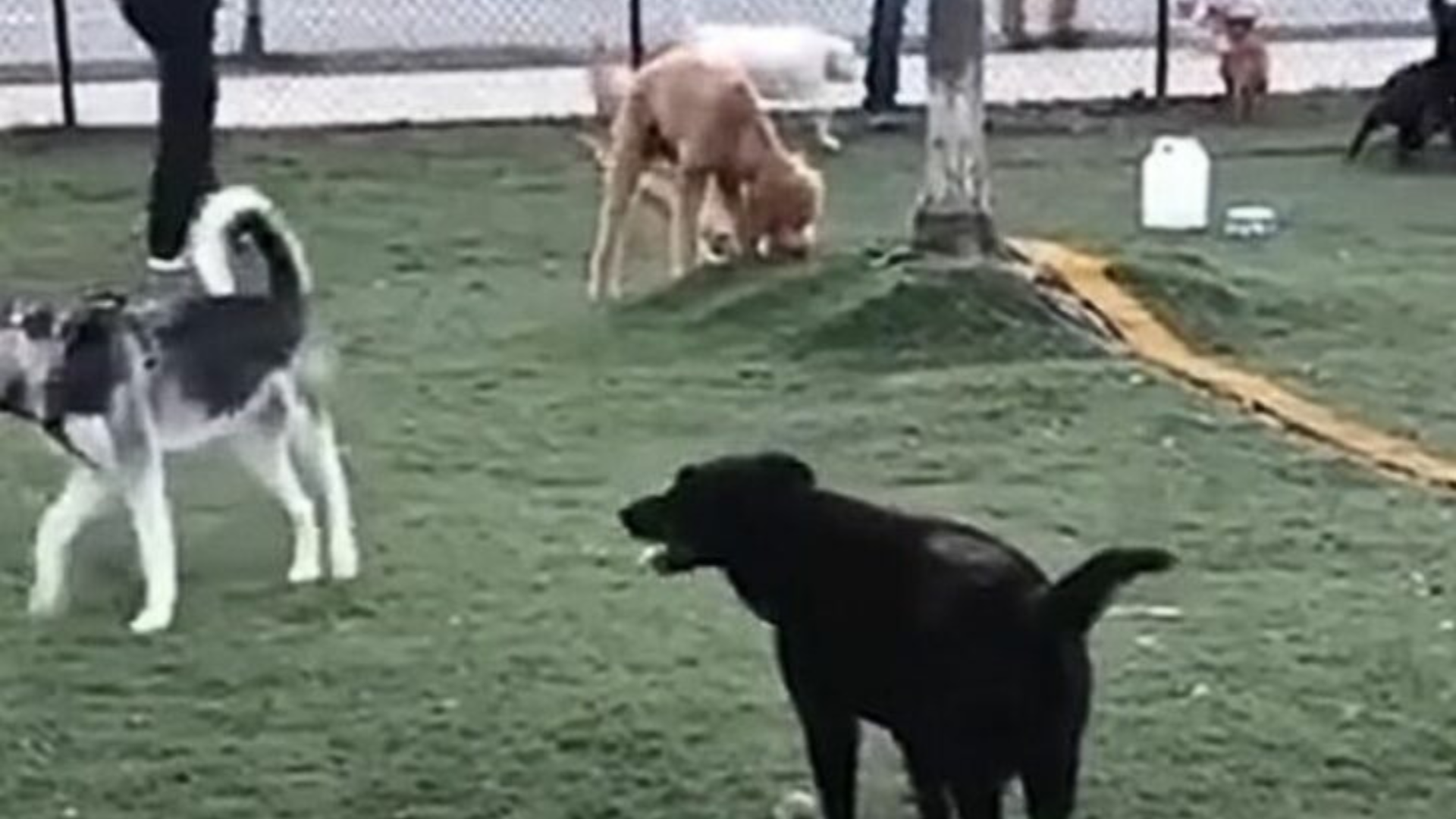 dogs on playground