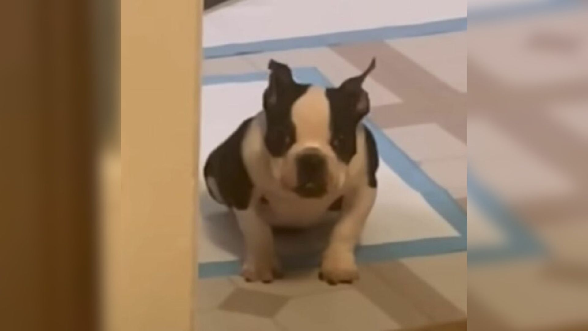 tiny puppy