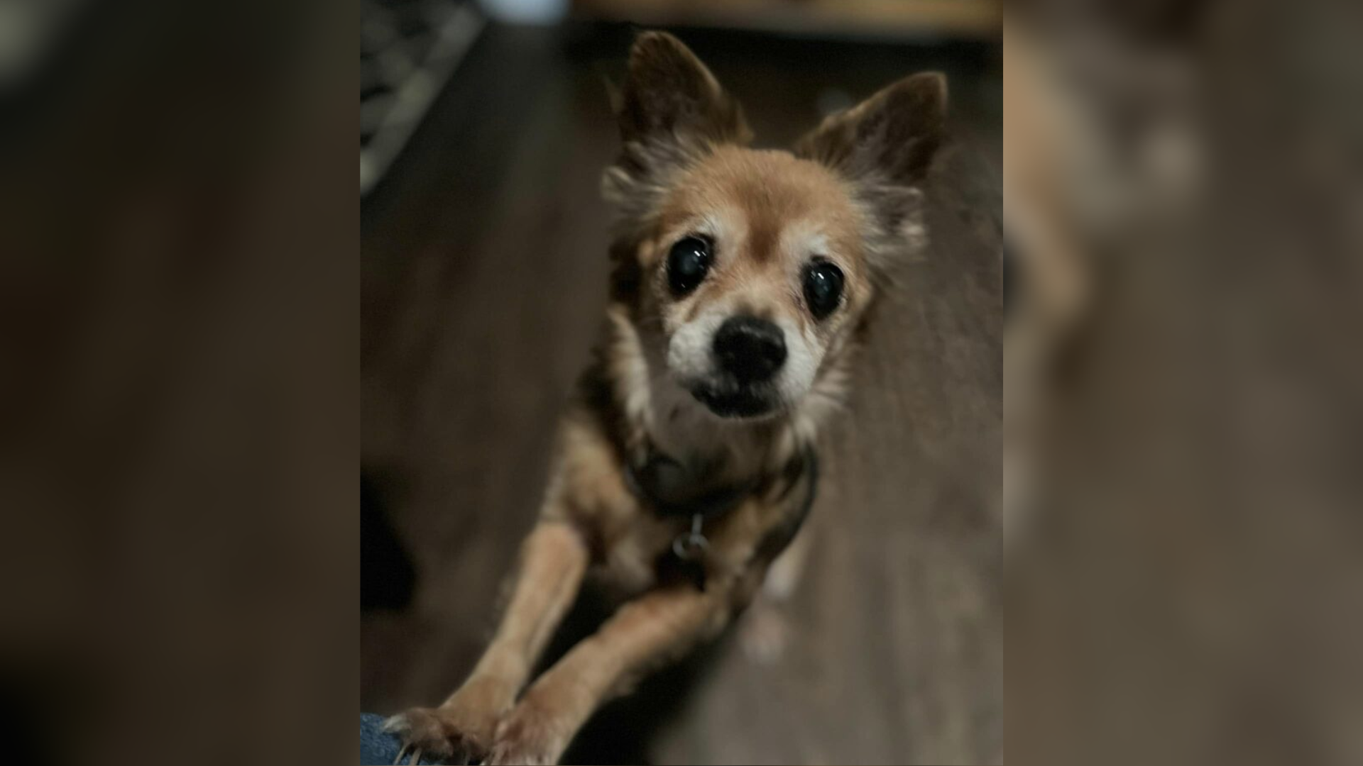 small senior dog
