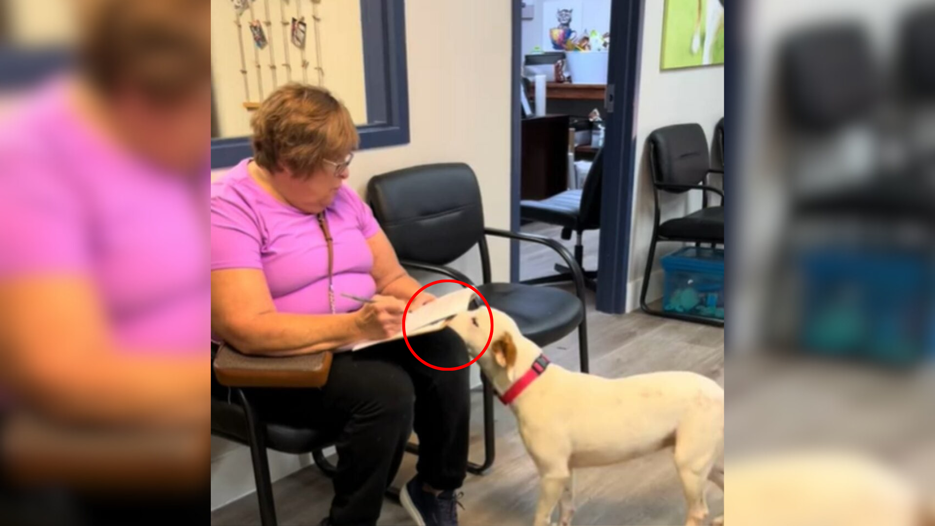 dog sniffing woman