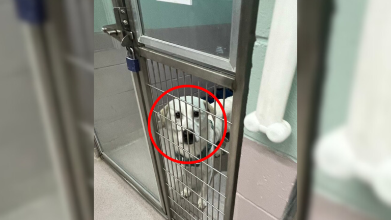 dog in shelter kennel
