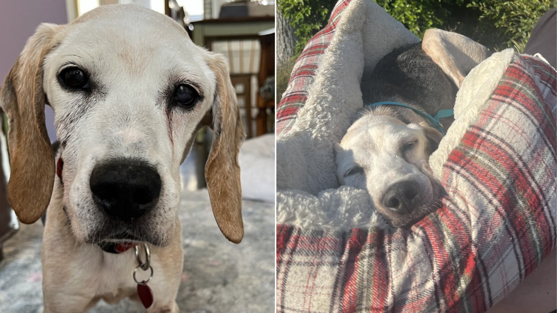 senior beagle dog