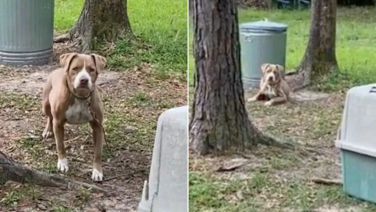 sad dog laying down