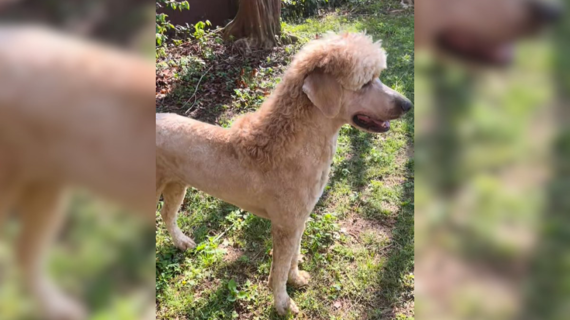 dog with funny haircut