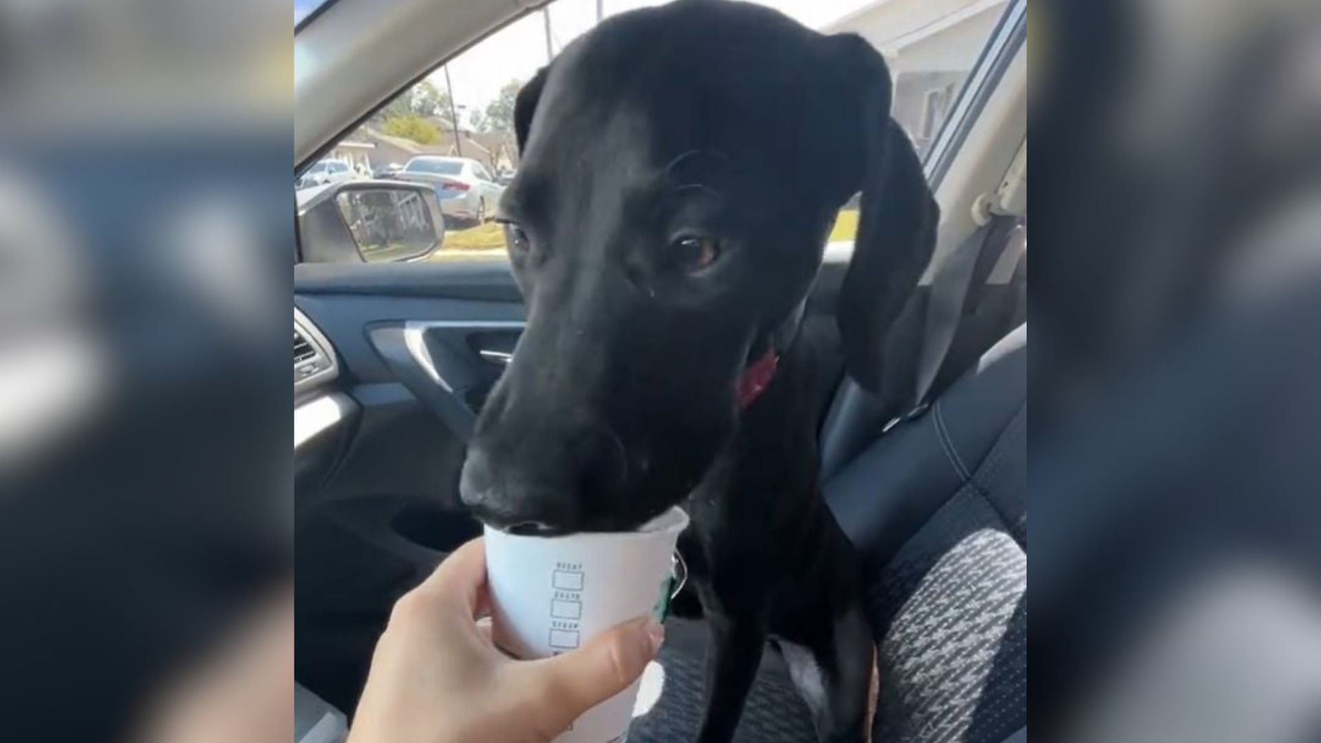 sweet black dog in car