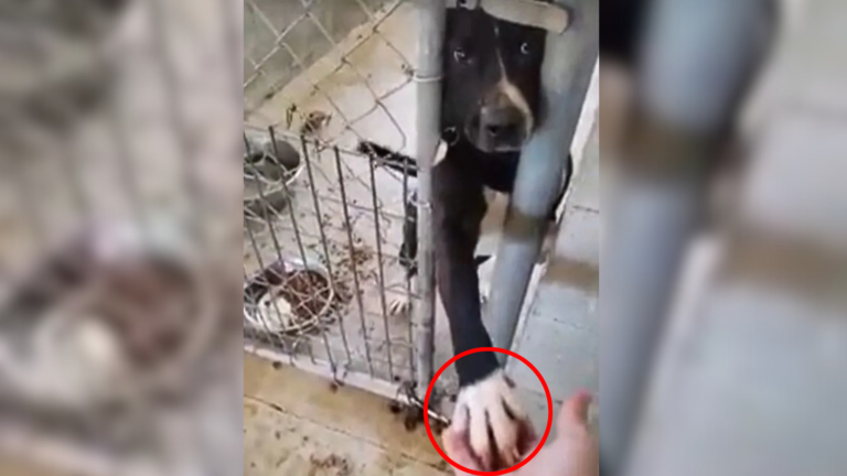dog reaching paw out of kennel