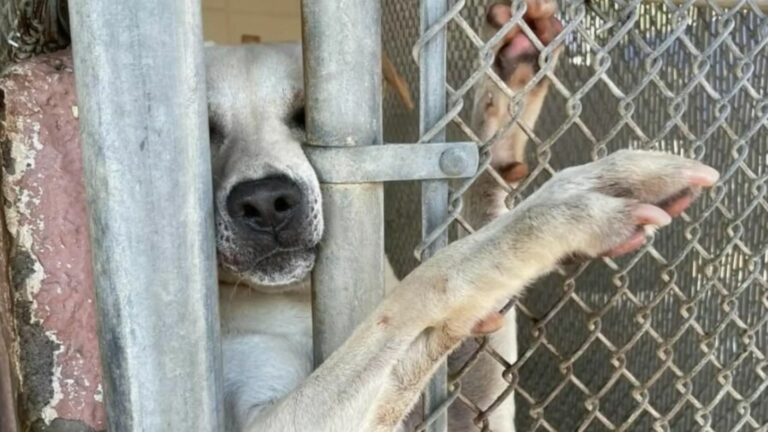 very sweet dog