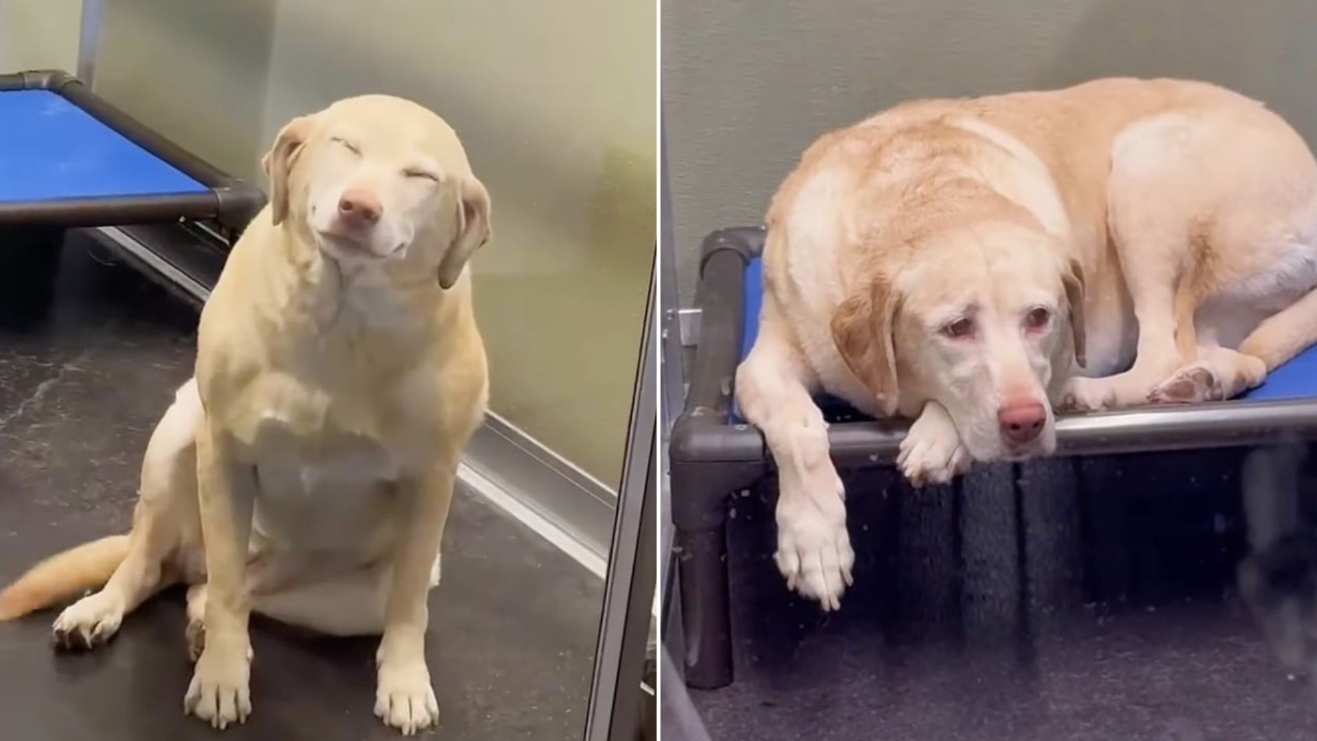 sweet dog in kennel