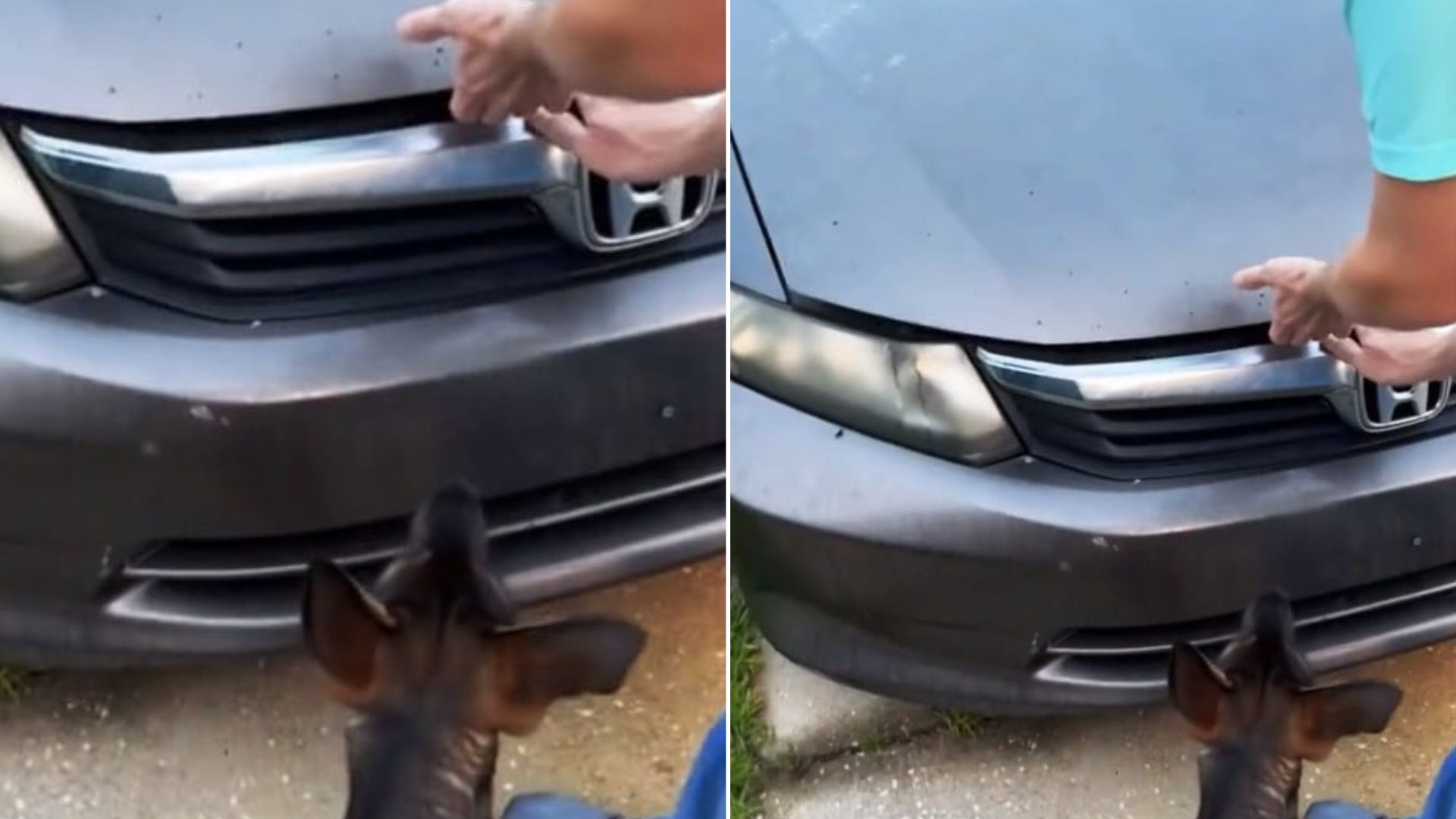dog near car