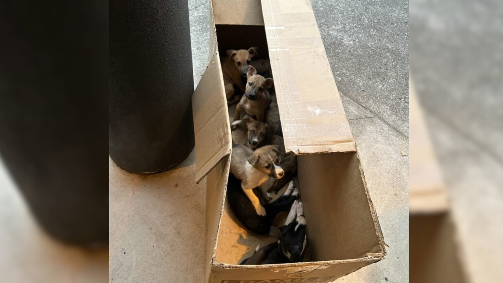 Alabama Officers Looked Inside A Box By The Door And Saw Fourteen Fearful Eyes