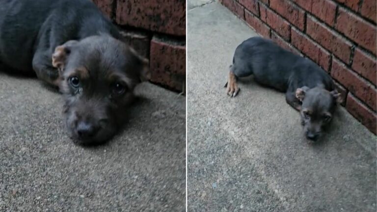 tiny black puppy
