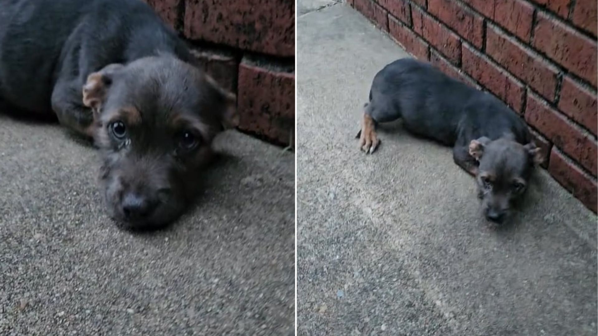 tiny black puppy
