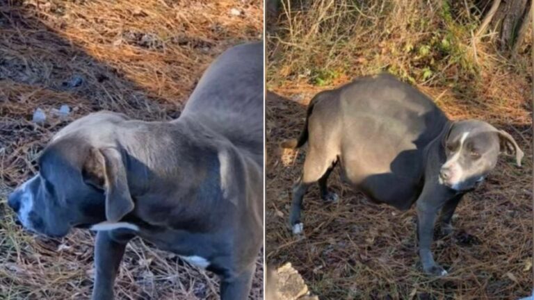 pregnant gray dog