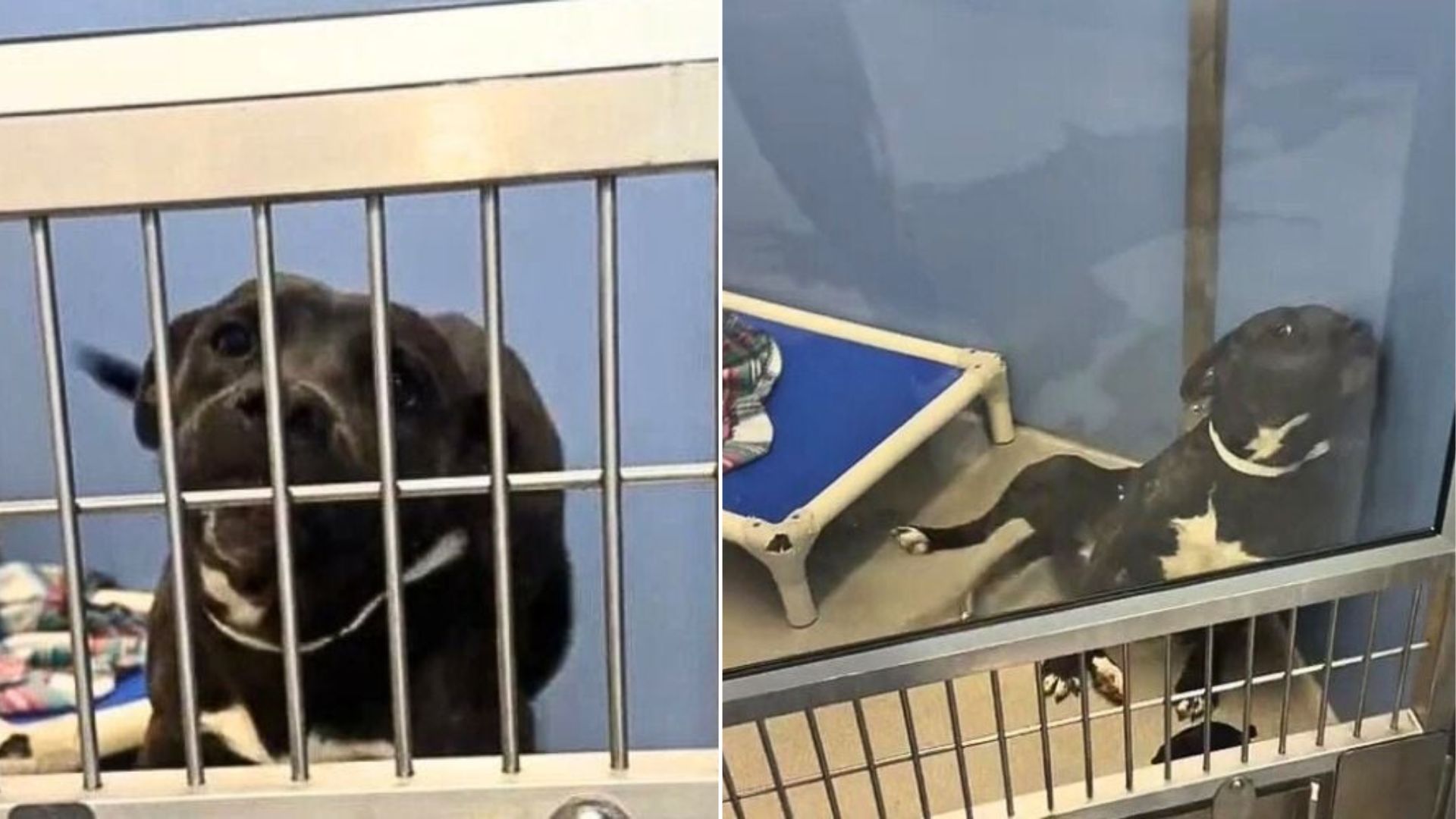 dog in shelter