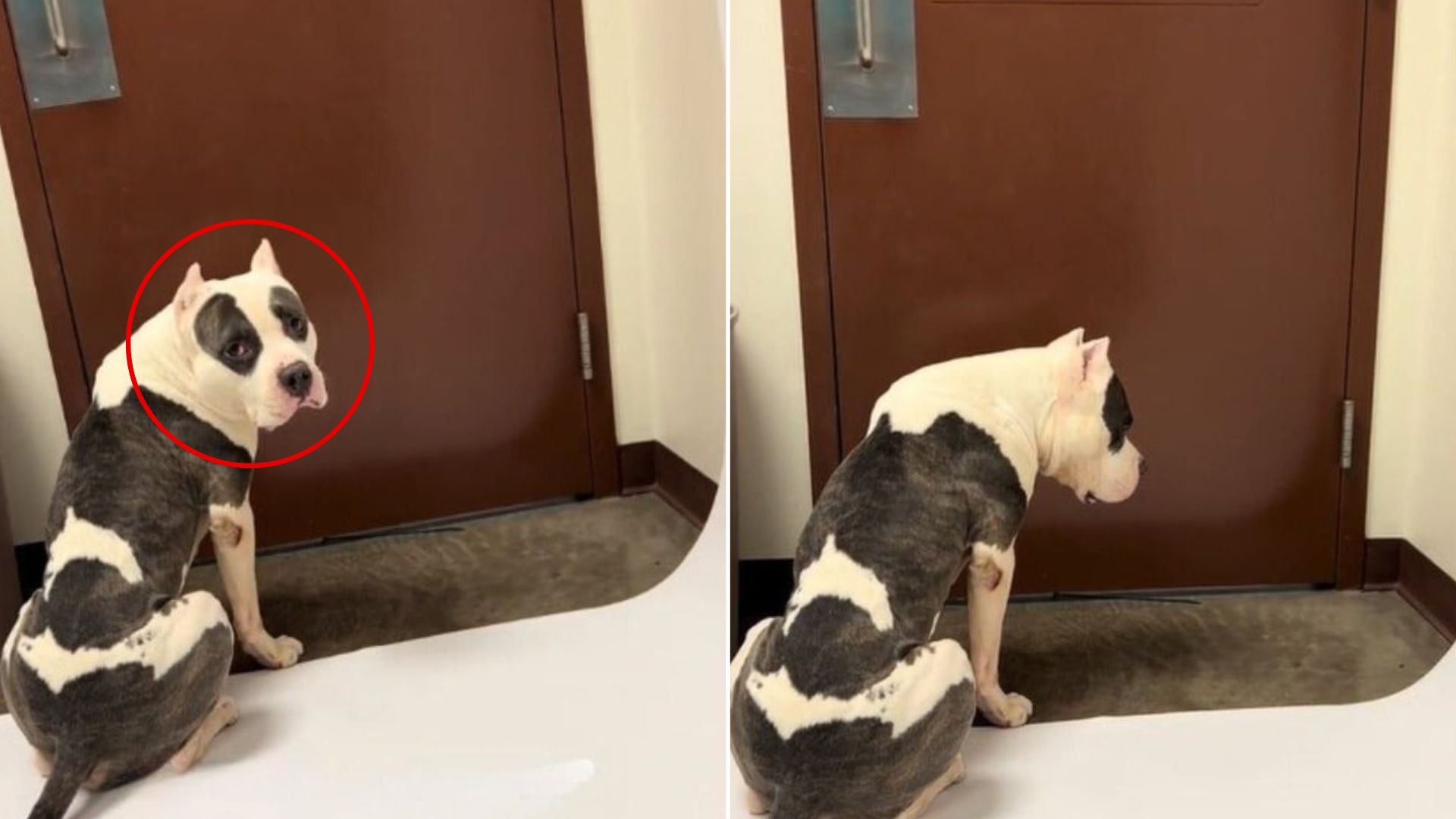 dog in front of door
