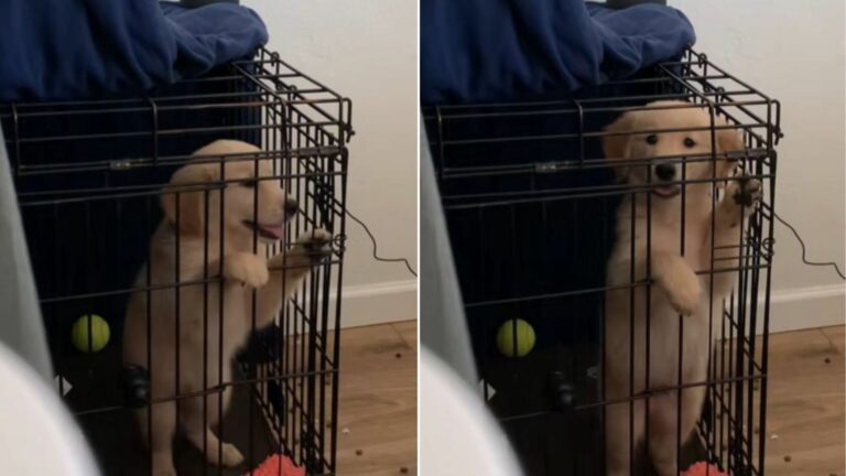cute dog in kennel