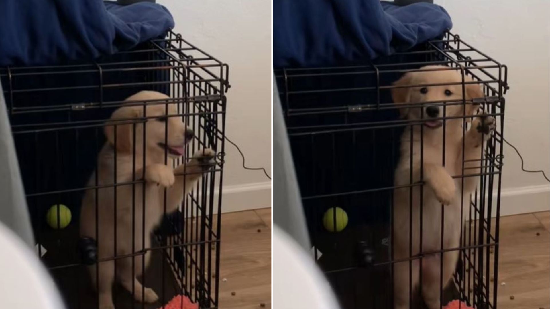 cute dog in kennel