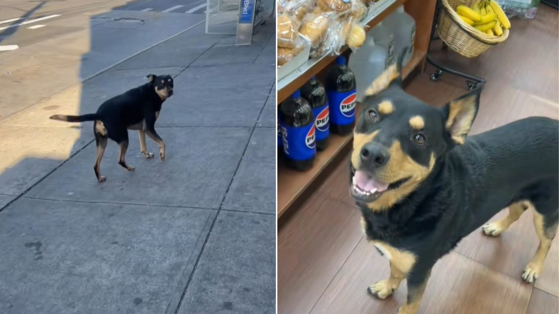 black and brown dog