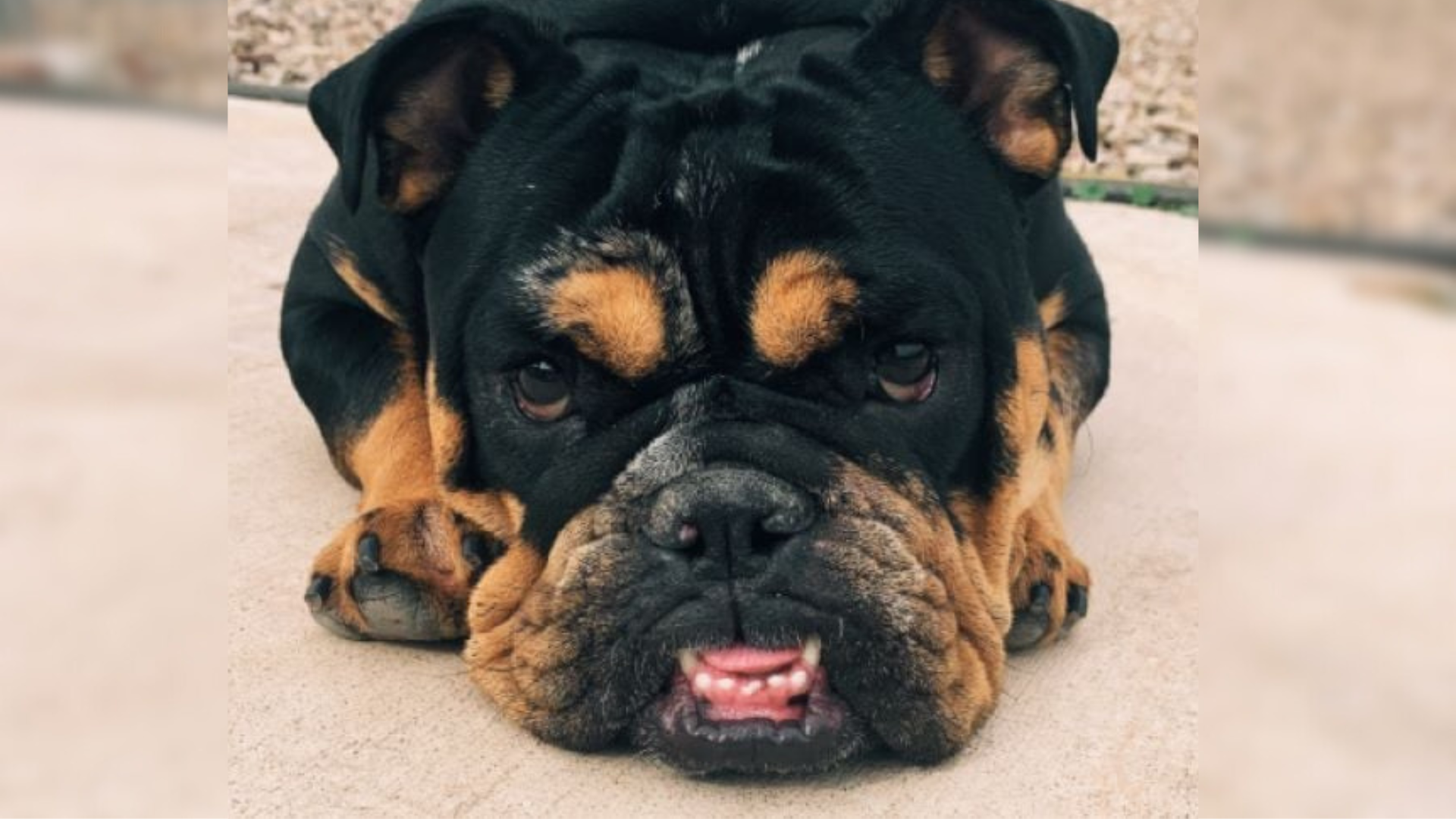 sad black dog