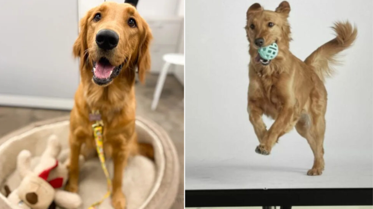 dog playing with ball