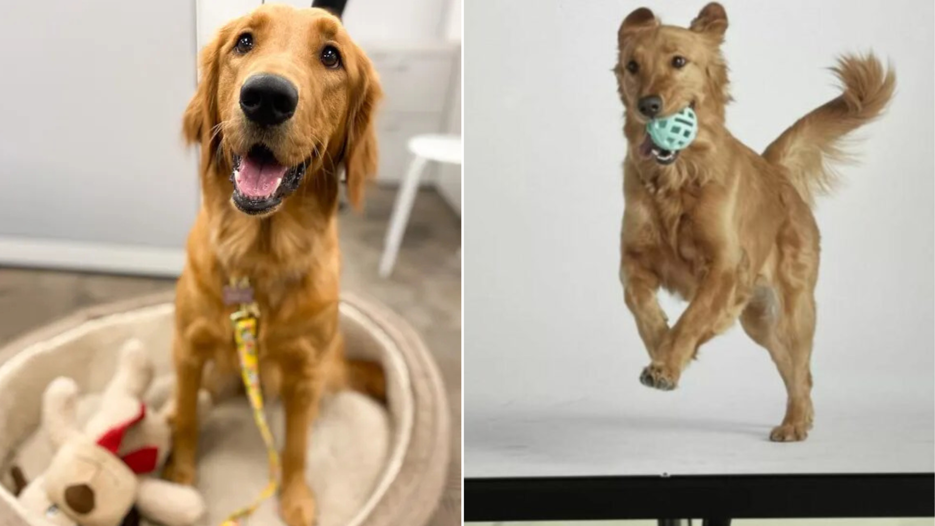 dog playing with ball