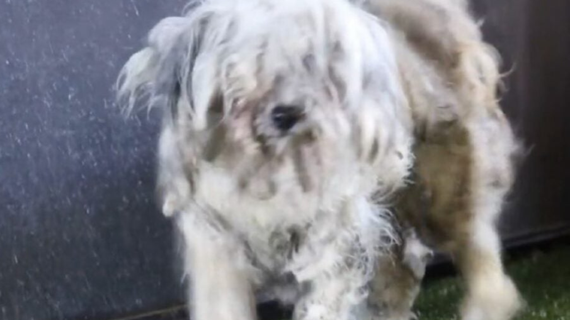 severely matted dog