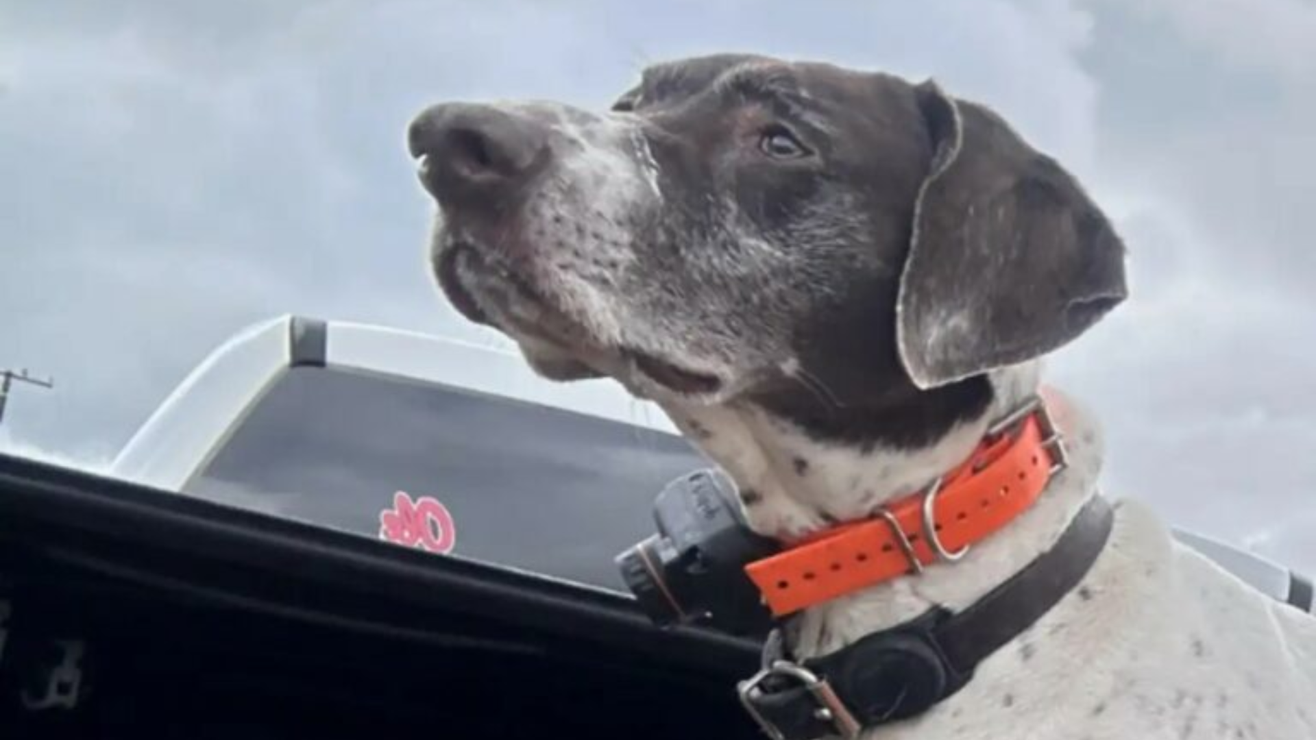 dog on a boat