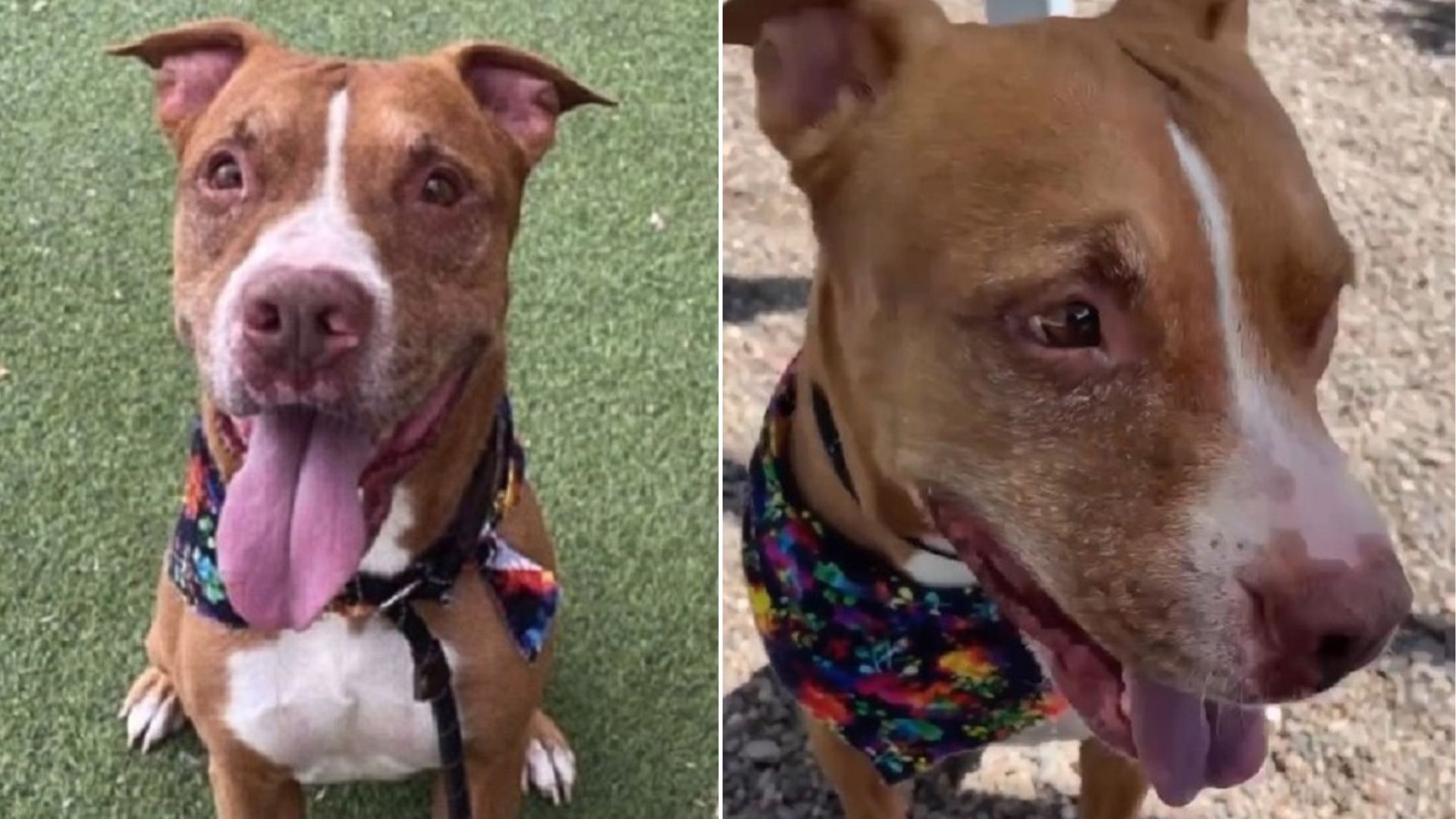 sweet dog in shelter