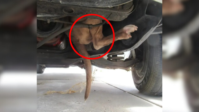 dog stuck in car engine