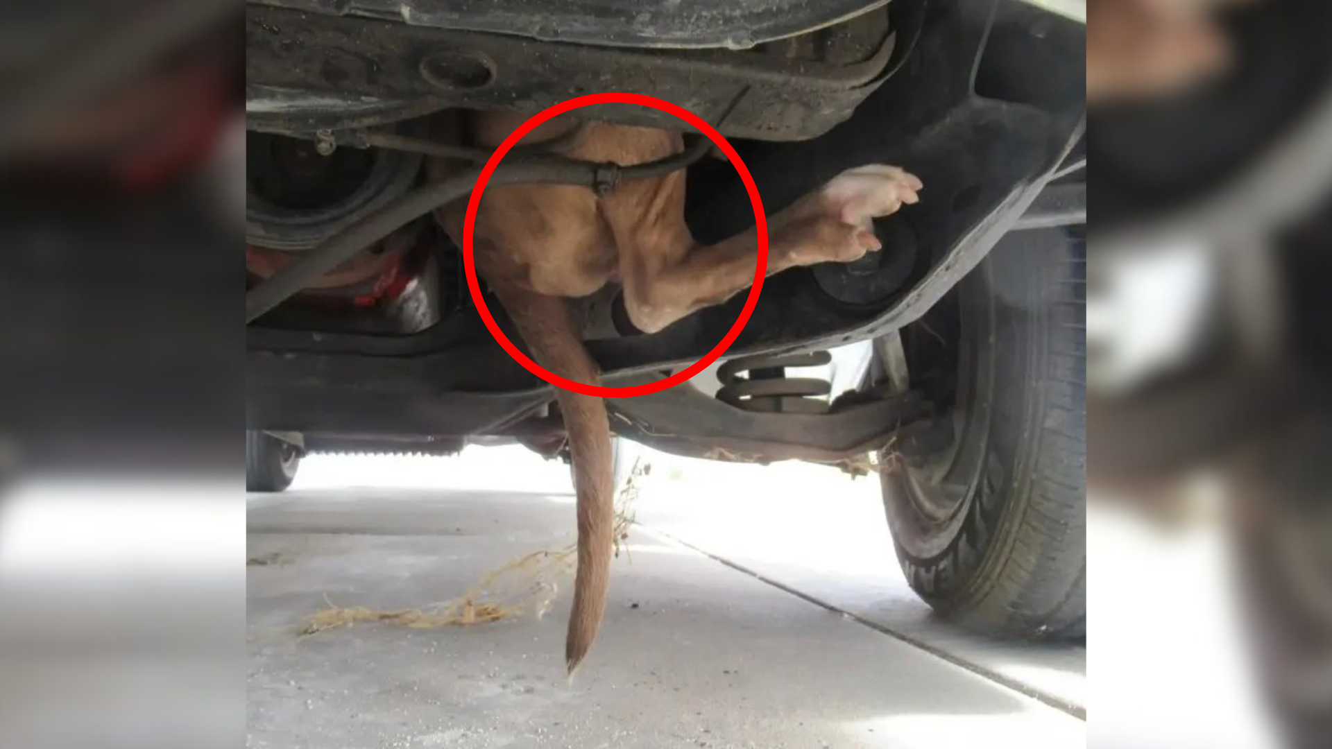 dog stuck in car engine