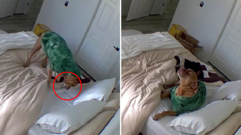 dog in sweater on bed