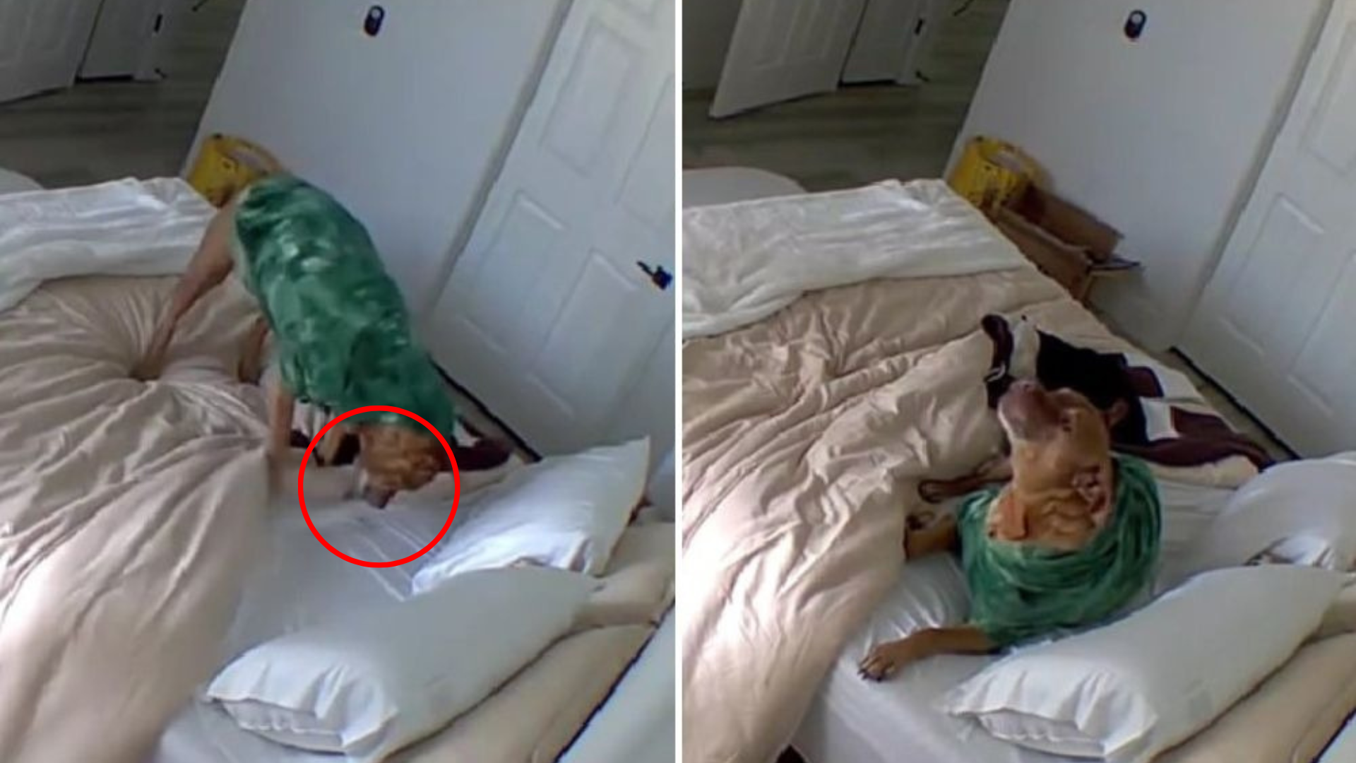 dog in sweater on bed