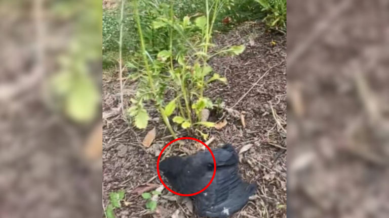 injured baby crow