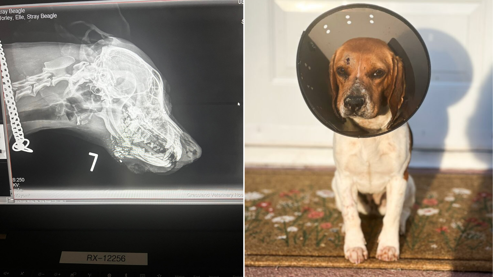 dog in cone xray