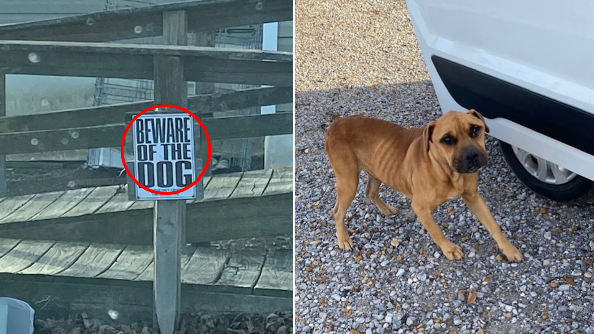 beware of the dog sign