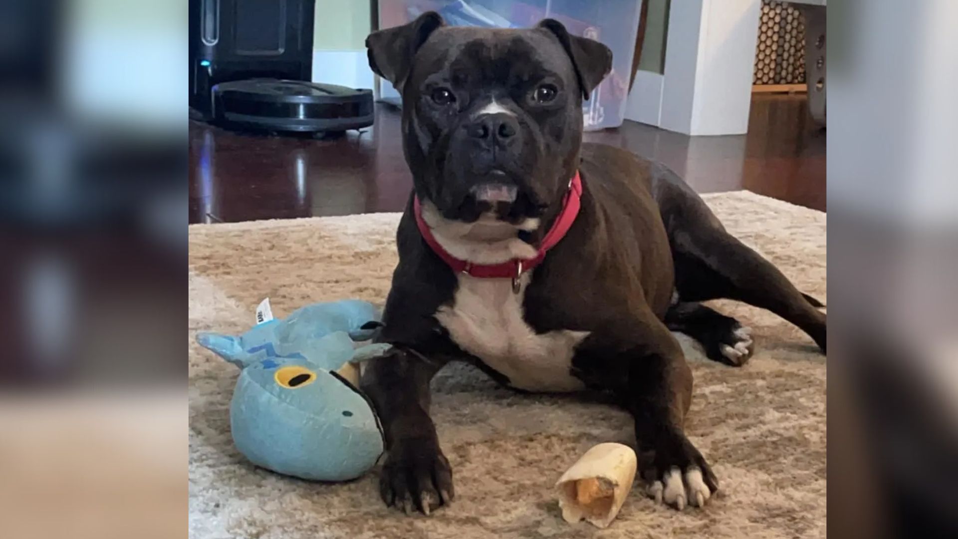 black Pit Bull