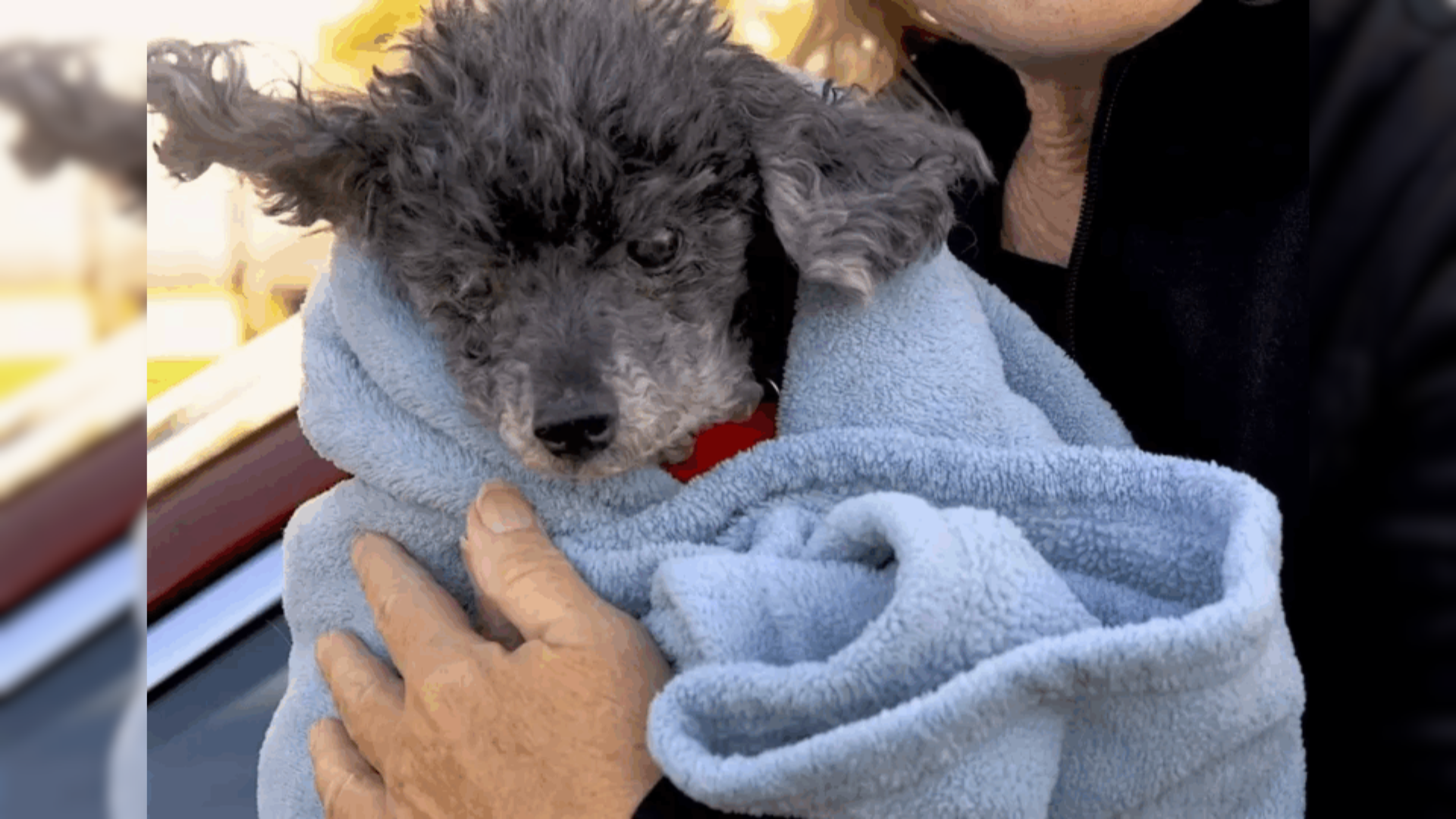 dog wrapped in blanket