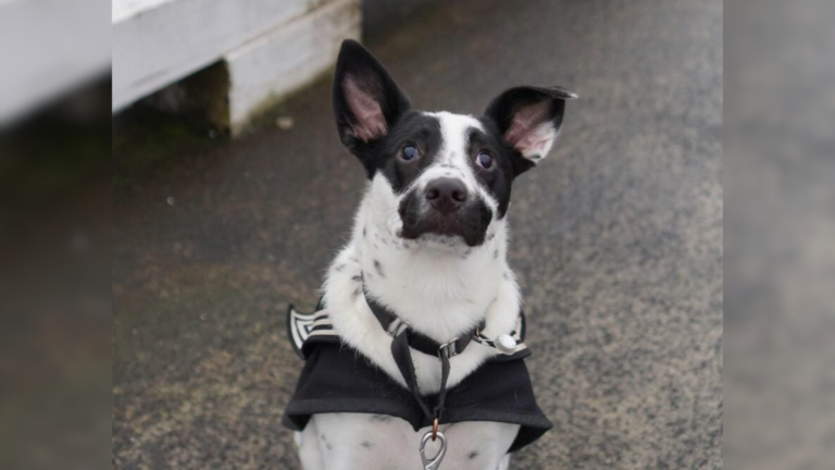 dog with goofy expression