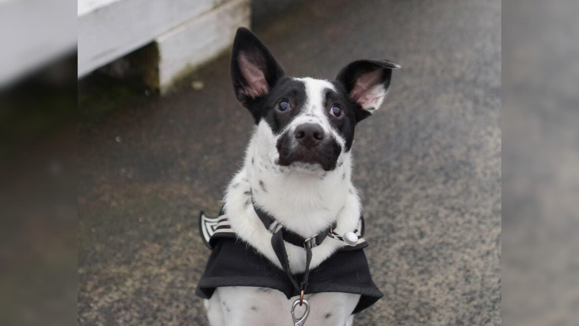 dog with goofy expression