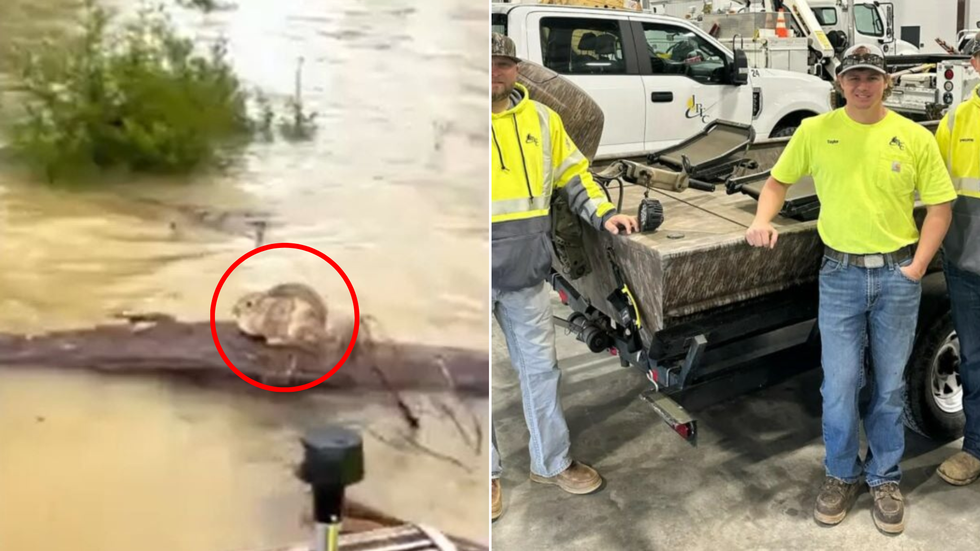 bunny stuck on log